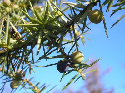 file:///home/gadget/actPAULETTE/PauletteVIGNETT400/CUPRESSACEE/Juniperus.communis.Genevrier%2002.09fr2.jpg