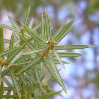 file:///home/gadget/actPAULETTE/PauletteVIGNETT400/CUPRESSACEE/Juniperus.communis.Genevrier%2003.09.flle11.jpg