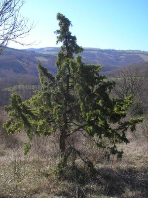 file:///home/gadget/actPAULETTE/PauletteVIGNETT400/CUPRESSACEE/Juniperus.communis.Genevrier%2003.09.p12.jpg