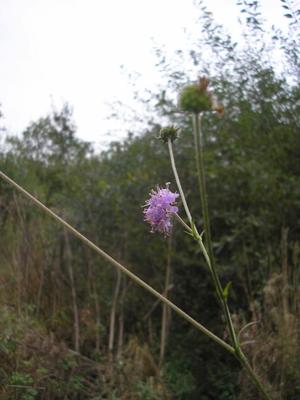 file:///media/Moby%20DisK/1%20Paulette%20FLORE%20ELECTRIQUE/Paulette%20VIGNETTES%20PAR%20FAMILLE/DIPSACACEE/Knautia%20maxima%20(Knautie%20des%20bois)%2007-10%201010079.JPG