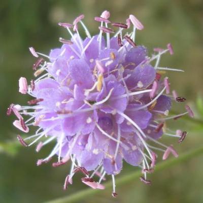 file:///media/Moby%20DisK/1%20Paulette%20FLORE%20ELECTRIQUE/Paulette%20VIGNETTES%20PAR%20FAMILLE/DIPSACACEE/Knautia%20maxima%20(Knautie%20des%20bois)%2010-07%20fleur11.JPG