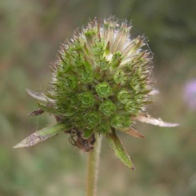 file:///media/Moby%20DisK/1%20Paulette%20FLORE%20ELECTRIQUE/Paulette%20VIGNETTES%20PAR%20FAMILLE/DIPSACACEE/Knautia%20maxima%20(Knautie%20des%20bois)%2010-07%20fleur3.JPG