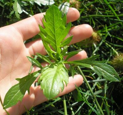 file:///media/Moby%20DisK/1%20Paulette%20FLORE%20ELECTRIQUE/Paulette%20VIGNETTES%20PAR%20FAMILLE/DIPSACACEE/Scabiosa%20purpurea%20(Scabieuse%20pourpre)%2007-07%20feuille1.JPG