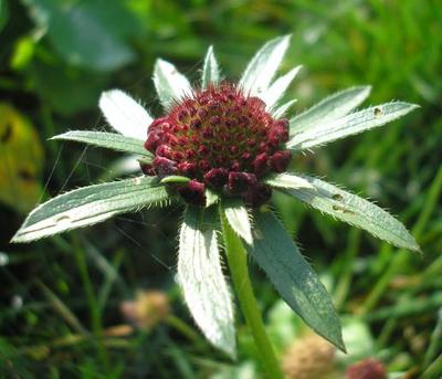 file:///media/Moby%20DisK/1%20Paulette%20FLORE%20ELECTRIQUE/Paulette%20VIGNETTES%20PAR%20FAMILLE/DIPSACACEE/Scabiosa%20purpurea%20(Scabieuse%20pourpre)%2007-07%20fleur1.JPG