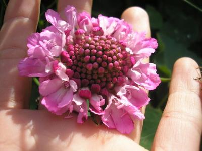 file:///media/Moby%20DisK/1%20Paulette%20FLORE%20ELECTRIQUE/Paulette%20VIGNETTES%20PAR%20FAMILLE/DIPSACACEE/Scabiosa%20purpurea%20(Scabieuse%20pourpre)%2007-07%20fleur3.JPG