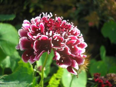 file:///media/Moby%20DisK/1%20Paulette%20FLORE%20ELECTRIQUE/Paulette%20VIGNETTES%20PAR%20FAMILLE/DIPSACACEE/Scabiosa%20purpurea%20(Scabieuse%20pourpre)%2007-07%20fleur5.JPG