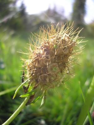 file:///media/Moby%20DisK/1%20Paulette%20FLORE%20ELECTRIQUE/Paulette%20VIGNETTES%20PAR%20FAMILLE/DIPSACACEE/Scabiosa%20purpurea%20(Scabieuse%20pourpre)%2007-07%20fleur6.JPG