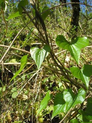 file:///home/gadget/actPAULETTE/PauletteVIGNETT400/DISCOERACEE/Tamus%20communis%20(Tamier)%2005-08%20plante4.jpg