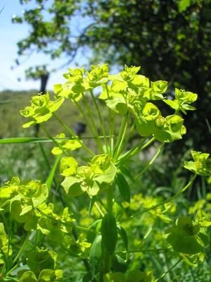 file:///media/Moby%20DisK/1%20Paulette%20FLORE%20ELECTRIQUE/Paulette%20VIGNETTES%20PAR%20FAMILLE/EUPHORBIACEE/Euphorbia%20amygdaloides%20(Euphorbe%20des%20bois)%2005-08%20fleur1.jpg