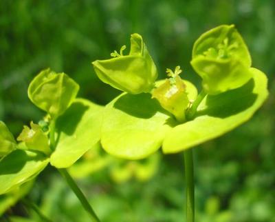file:///media/Moby%20DisK/1%20Paulette%20FLORE%20ELECTRIQUE/Paulette%20VIGNETTES%20PAR%20FAMILLE/EUPHORBIACEE/Euphorbia%20amygdaloides%20(Euphorbe%20des%20bois)%2005-08%20fleur5.jpg