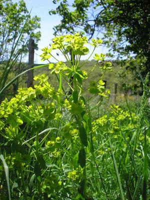file:///media/Moby%20DisK/1%20Paulette%20FLORE%20ELECTRIQUE/Paulette%20VIGNETTES%20PAR%20FAMILLE/EUPHORBIACEE/Euphorbia%20amygdaloides%20(Euphorbe%20des%20bois)%2005-08%20plante1.jpg