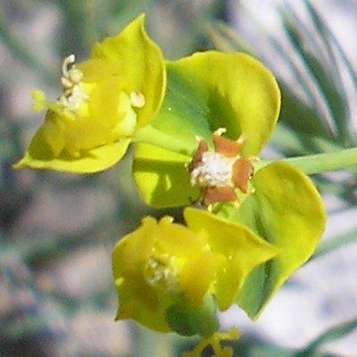 file:///media/Moby%20DisK/1%20Paulette%20FLORE%20ELECTRIQUE/Paulette%20VIGNETTES%20PAR%20FAMILLE/EUPHORBIACEE/Euphorbia%20cyparisias(Euphorbe%20petit%20cypr%C3%A9s)%2004-06%20fleur3.JPG