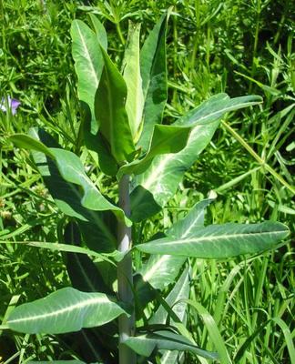 file:///media/Moby%20DisK/1%20Paulette%20FLORE%20ELECTRIQUE/Paulette%20VIGNETTES%20PAR%20FAMILLE/EUPHORBIACEE/Euphorbia%20lathyris%20(Epurge)%2004-08%20plante2.jpg