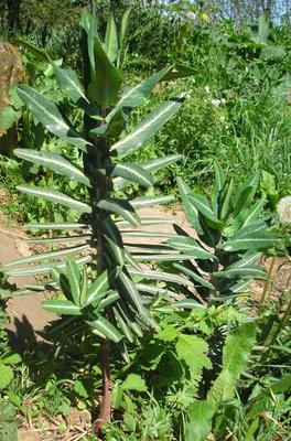 file:///media/Moby%20DisK/1%20Paulette%20FLORE%20ELECTRIQUE/Paulette%20VIGNETTES%20PAR%20FAMILLE/EUPHORBIACEE/Euphorbia%20lathyris%20(Epurge)%2004-08%20plante3.jpg
