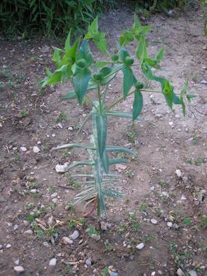 file:///media/Moby%20DisK/1%20Paulette%20FLORE%20ELECTRIQUE/Paulette%20VIGNETTES%20PAR%20FAMILLE/EUPHORBIACEE/Euphorbia%20lathyris%20(Epurge)%2005-07%20plante1.JPG