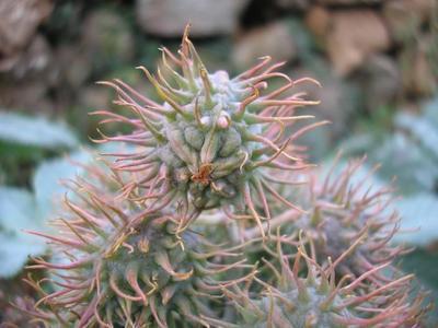 file:///media/Moby%20DisK/1%20Paulette%20FLORE%20ELECTRIQUE/Paulette%20VIGNETTES%20PAR%20FAMILLE/EUPHORBIACEE/Ricinus%20communis%20(Ricin)%2009-07%20fruit.JPG