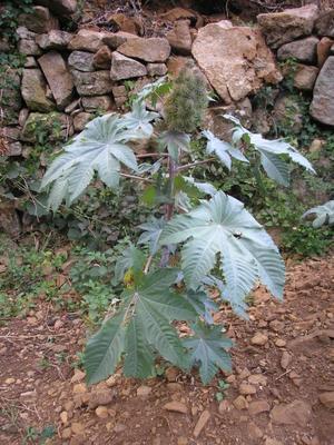 file:///media/Moby%20DisK/1%20Paulette%20FLORE%20ELECTRIQUE/Paulette%20VIGNETTES%20PAR%20FAMILLE/EUPHORBIACEE/Ricinus%20communis%20(Ricin)%2009-07%20plante.JPG