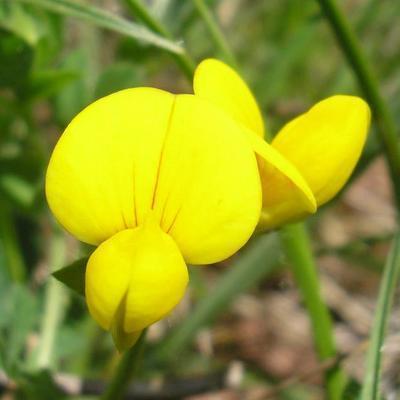 file:///media/Moby%20DisK/1%20Paulette%20FLORE%20ELECTRIQUE/Paulette%20VIGNETTES%20PAR%20FAMILLE/FABACEE%20/Lotus%20corniculatus%20(Lotier%20cornicul%C3%A9)05-08%20fleur5.jpg