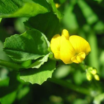 file:///media/Moby%20DisK/1%20Paulette%20FLORE%20ELECTRIQUE/Paulette%20VIGNETTES%20PAR%20FAMILLE/FABACEE%20/Medicago%20arabica%20(Luzerne%20macul%C3%A9e)%2005-08%20p5060002.jpg