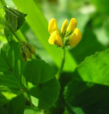 file:///media/Moby%20DisK/1%20Paulette%20FLORE%20ELECTRIQUE/Paulette%20VIGNETTES%20PAR%20FAMILLE/FABACEE%20/Medicago%20arabica%20(Luzerne%20tachet%C3%A9e)%2004-08%20fleur.jpg