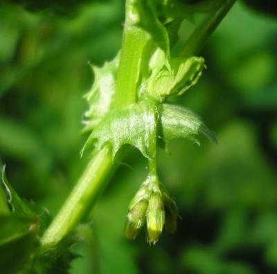 file:///media/Moby%20DisK/1%20Paulette%20FLORE%20ELECTRIQUE/Paulette%20VIGNETTES%20PAR%20FAMILLE/FABACEE%20/Medicago%20arabica%20(Luzerne%20tachet%C3%A9e)%2004-08%20fleur1%20boutons.jpg