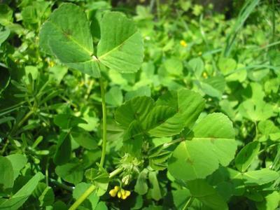 file:///media/Moby%20DisK/1%20Paulette%20FLORE%20ELECTRIQUE/Paulette%20VIGNETTES%20PAR%20FAMILLE/FABACEE%20/Medicago%20arabica%20(Luzerne%20tachet%C3%A9e)%2004-08%20plante1.jpg