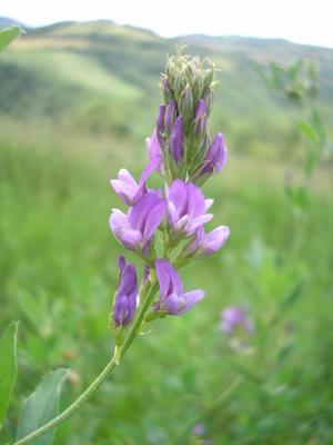 file:///home/gadget/actPAULETTE/PauletteVIGNETT400/FABACEE/Medicago%20sativa%20(luzerne%20cultiv%C3%A9e)06-08%20fl0.jpg