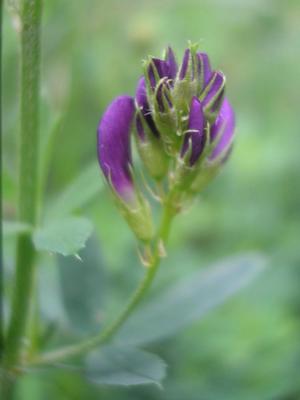 file:///home/gadget/actPAULETTE/PauletteVIGNETT400/FABACEE/Medicago%20sativa%20(luzerne%20cultiv%C3%A9e)06-08%20fl13.jpg