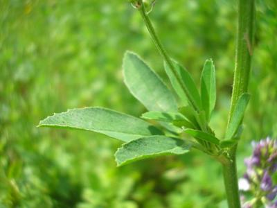 file:///home/gadget/actPAULETTE/PauletteVIGNETT400/FABACEE/Medicago%20sativa%20(luzerne%20cultiv%C3%A9e)06-08%20flle1.jpg