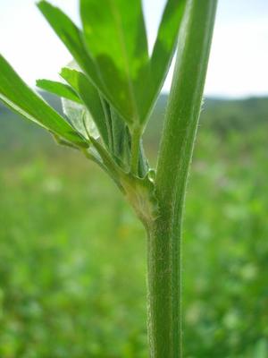 file:///home/gadget/actPAULETTE/PauletteVIGNETT400/FABACEE/Medicago%20sativa%20(luzerne%20cultiv%C3%A9e)06-08%20flle2.jpg