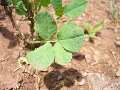 file:///home/gadget/actPAULETTE/PauletteVIGNETT400/FABACEE/Medicago%20sativa%20(luzerne%20cultiv%C3%A9e)06-08%20flle4basale.jpg