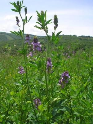 file:///home/gadget/actPAULETTE/PauletteVIGNETT400/FABACEE/Medicago%20sativa%20(luzerne%20cultiv%C3%A9e)06-08%20p1.jpg