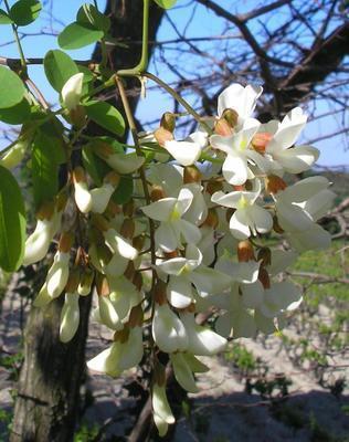 file:///home/gadget/actPAULETTE/PauletteVIGNETT400/FABACEE/Robinia%20pseudo-accacia%20(Robinnier%20faux%20accacia)%20fleurs%2006-05%20.jpg