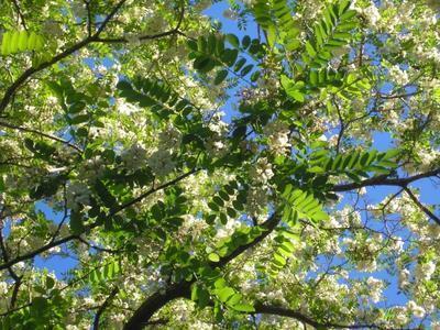 file:///home/gadget/actPAULETTE/PauletteVIGNETT400/FABACEE/Robinia%20pseudo-accacia%20(Robinnier%20faux%20accacia)%20fleurs%2006-05%205190088.JPG
