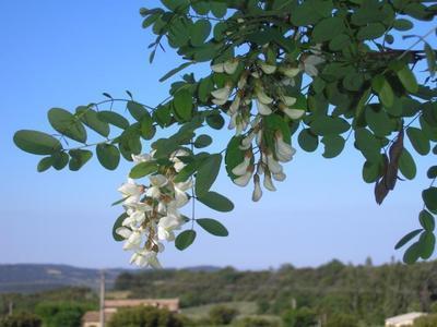 file:///home/gadget/actPAULETTE/PauletteVIGNETT400/FABACEE/Robinia%20pseudo-accacia%20(Robinnier%20faux%20accacia)%20fleurs%2006-05%205190094.JPG
