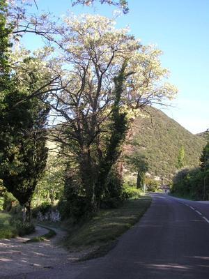 file:///home/gadget/actPAULETTE/PauletteVIGNETT400/FABACEE/Robinia%20pseudo-accacia%20(Robinnier%20faux%20accacia)%20port%2006-05%205190090.JPG