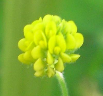 file:///media/Moby%20DisK/1%20Paulette%20FLORE%20ELECTRIQUE/Paulette%20VIGNETTES%20PAR%20FAMILLE/FABACEE%20/Trifolium%20campestre%20(Tr%C3%A8fle%20des%20champs)%20%2006-06%20fleur.jpg