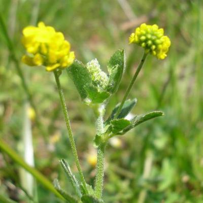 file:///media/Moby%20DisK/1%20Paulette%20FLORE%20ELECTRIQUE/Paulette%20VIGNETTES%20PAR%20FAMILLE/FABACEE%20/Trifolium%20campestre%20(Tr%C3%A8fle%20des%20champs)%2005-08%20plante3.jpg