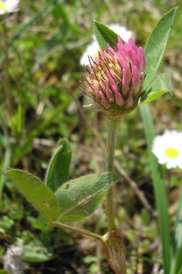 file:///media/Moby%20DisK/1%20Paulette%20FLORE%20ELECTRIQUE/Paulette%20VIGNETTES%20PAR%20FAMILLE/FABACEE%20/Trifolium%20pratense%20(tr%C3%A8fle%20des%20pr%C3%A9s)04-08%20plante1.jpg