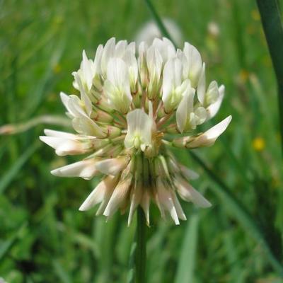 file:///home/gadget/actPAULETTE/PauletteVIGNETT400/FABACEE/Trifolium%20repens%20(Tr%C3%A8fle%20blanc)%2005-08%20FLEUR10.jpg