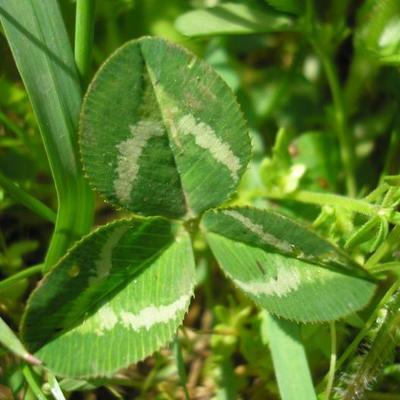 file:///home/gadget/actPAULETTE/PauletteVIGNETT400/FABACEE/Trifolium%20repens%20(Trefle%20blanc)%2005-08%20p5140020.jpg