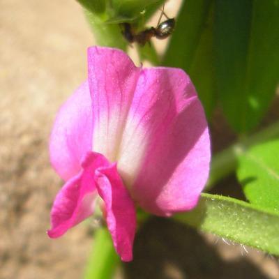 file:///home/gadget/actPAULETTE/PauletteVIGNETT400/FABACEE/Vicia%20sativa%20(Vesce%20cultiv%C3%A9)%2005-08%20FLEUR10.jpg