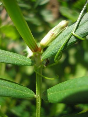 file:///home/gadget/actPAULETTE/PauletteVIGNETT400/FABACEE/Vicia%20sativa%20(Vesce%20cultiv%C3%A9)%2005-08%20fleur%20p5110018.jpg