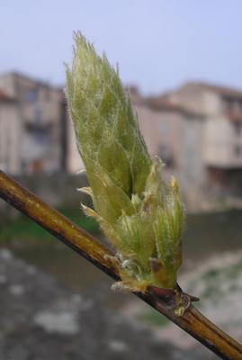 file:///media/Moby%20DisK/1%20Paulette%20FLORE%20ELECTRIQUE/Paulette%20VIGNETTES%20PAR%20FAMILLE/FABACEE%20/Wistaria%20sinensis%20(Glycine)%2004-08%20bouton%20floral.jpg