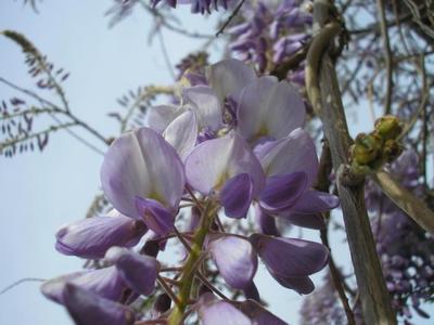 file:///media/Moby%20DisK/1%20Paulette%20FLORE%20ELECTRIQUE/Paulette%20VIGNETTES%20PAR%20FAMILLE/FABACEE%20/Wistaria%20sinensis%20(Glycine)%2004-08%20fleur%20.jpg