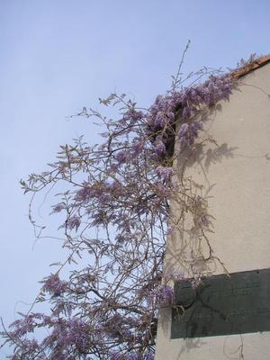 file:///media/Moby%20DisK/1%20Paulette%20FLORE%20ELECTRIQUE/Paulette%20VIGNETTES%20PAR%20FAMILLE/FABACEE%20/Wistaria%20sinensis%20(Glycine)%2004-08%20plante.jpg