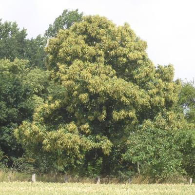 file:///home/gadget/actPAULETTE/PauletteVIGNETT400/FAGACEE/Castanea%20sativa%20(Ch%C3%A2taigner)%2006-07%20port2.JPG