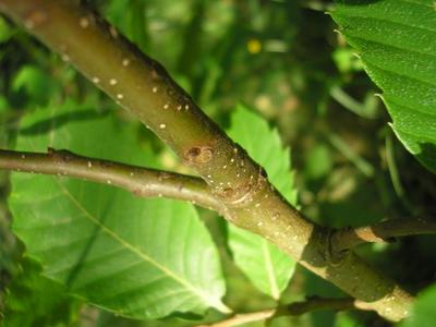 file:///home/gadget/actPAULETTE/PauletteVIGNETT400/FAGACEE/Castanea%20sativa%20(Ch%C3%A2taigner)%2006-08%20b4.jpg