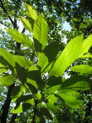 file:///home/gadget/actPAULETTE/PauletteVIGNETT400/FAGACEE/Castanea%20sativa%20(Ch%C3%A2taigner)%2006-08%20flle3.jpg