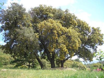 file:///home/gadget/actPAULETTE/PauletteVIGNETT400/FAGACEE/Quercus%20ilex%20(ch%C3%AAne%20vert%20yeuse)%2005-06%20port.JPG